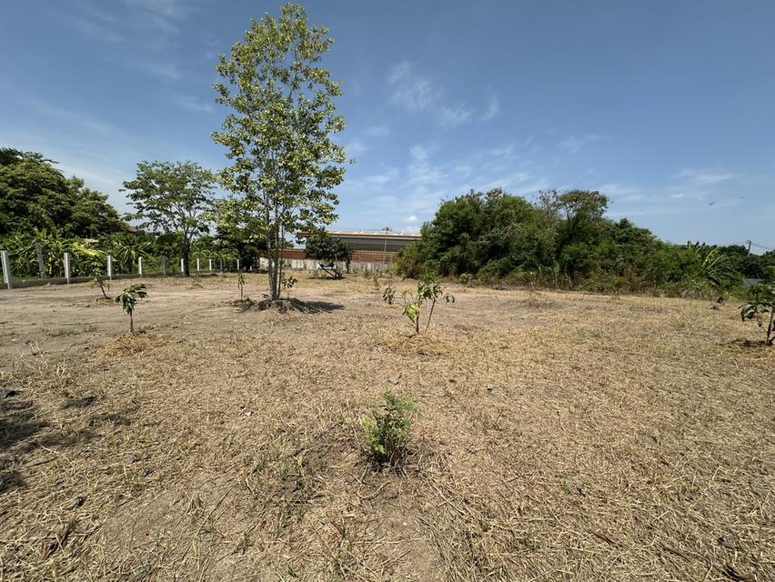 ขายที่ดิน 1 ไร่ 3 งาน ถมแล้ว ที่สวย บรรยากาศดี ร่มรื่น เงียบสงบ  ปลอดภัย ใกล้แหล่งท่องเที่ยว 4