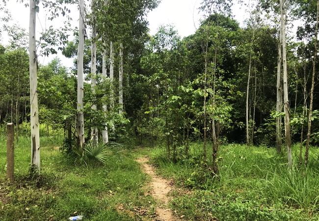 ขายที่ดิน บ้านแก้ง เมืองสระแก้ว เนื้อที่ 4-1-60 ไร่ ราคาต่อรองได้