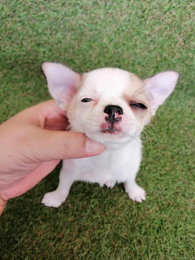 หลุดจอง ชิวาว่าเเท้ขนสั้น ญ. 10
