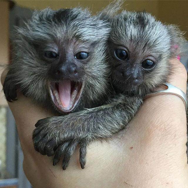 Marmoset Monkeys for sale 2