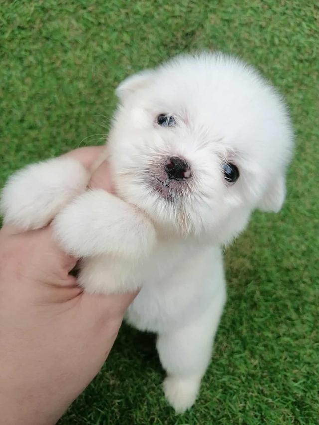 ชิสุห์ปอม หญิง น่ารัก พร้อมย้าย
