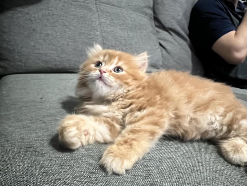 ลูกแมวเปอร์เซีย เด็กชายส้ม 2