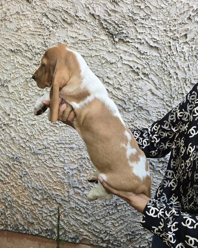 บาสเซ็ตฮาว์ดใบเพ็ดสมาคมพัฒนาพันธุ์สุนัข รูปที่ 3