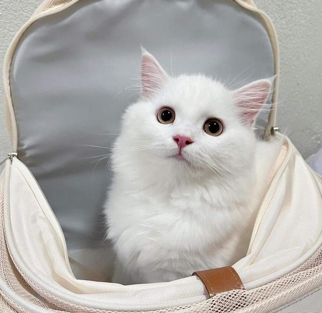 ขายแมวเปอร์เซียสีขาวสะอาด ขนยาว