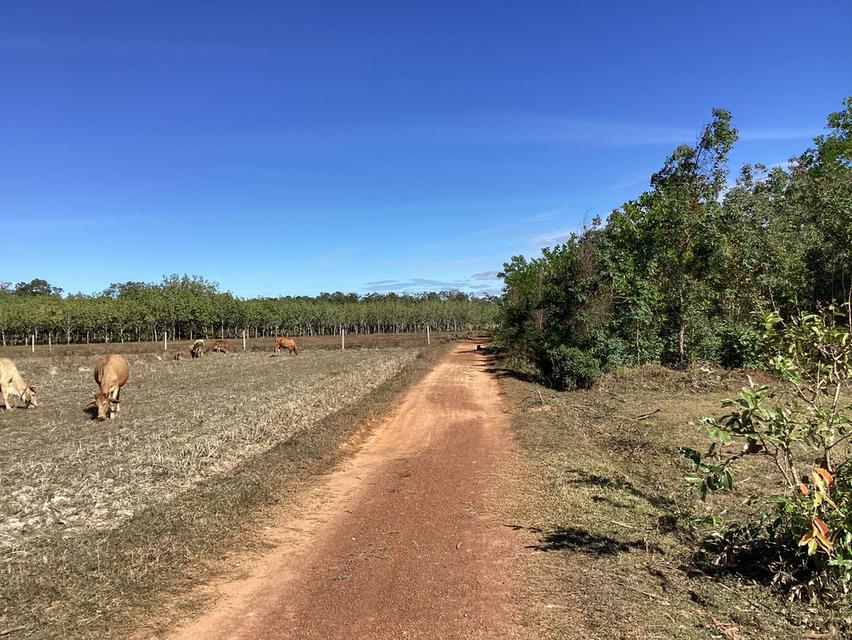 ขายที่ดินการเกษตร59ไร่ อ.เมืองนครพนม 5