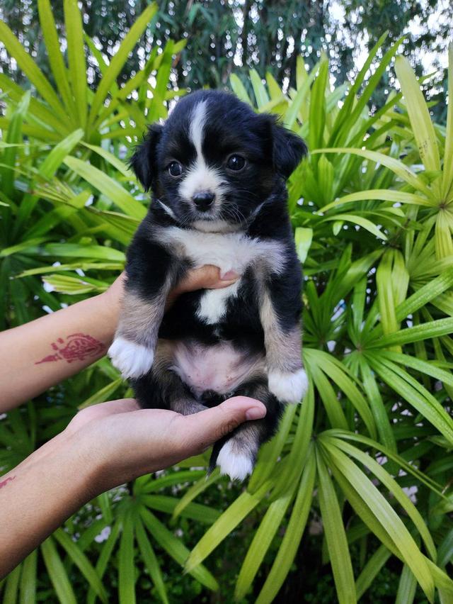 ลูกสุนัขชิวาวาขนยาว. รูปที่ 6