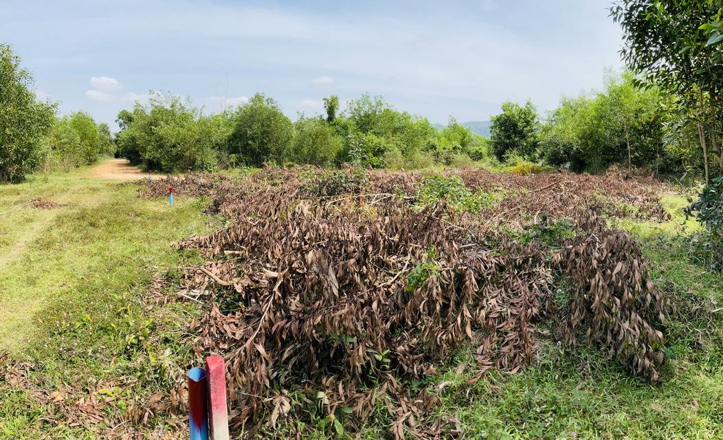 ขายที่ดิน 4 ห้อง คลองแห หาดใหญ่ 4