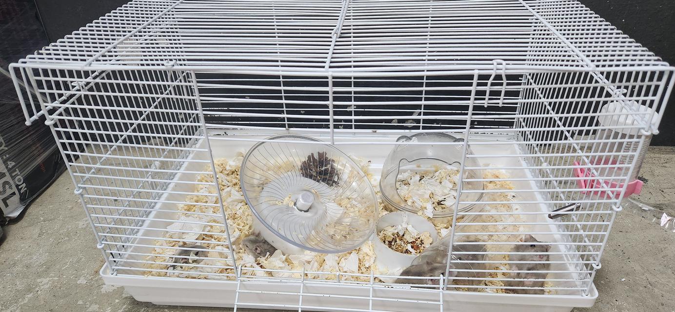 หนูแฮมสเตอร์ วินเทอร์ไวท์ 3