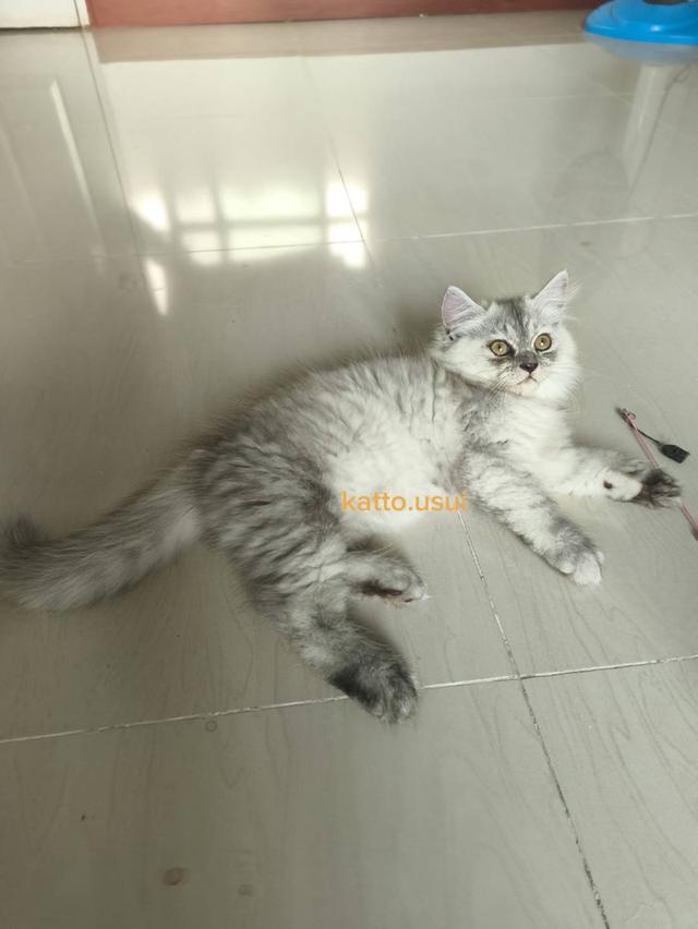 ลูกแมวเปอร์เซีย 