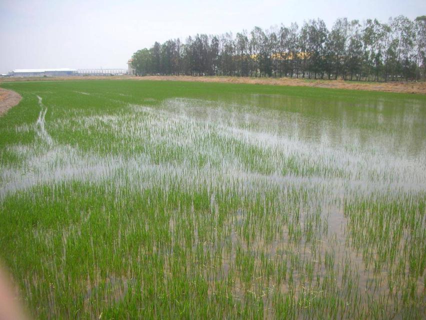 ต้องการขายที่ดิน ใกล้ทางด่วนบางปะอิน-โคราช  บางปะอิน  33 ไร่ 2 งาน 2 ตรว 2