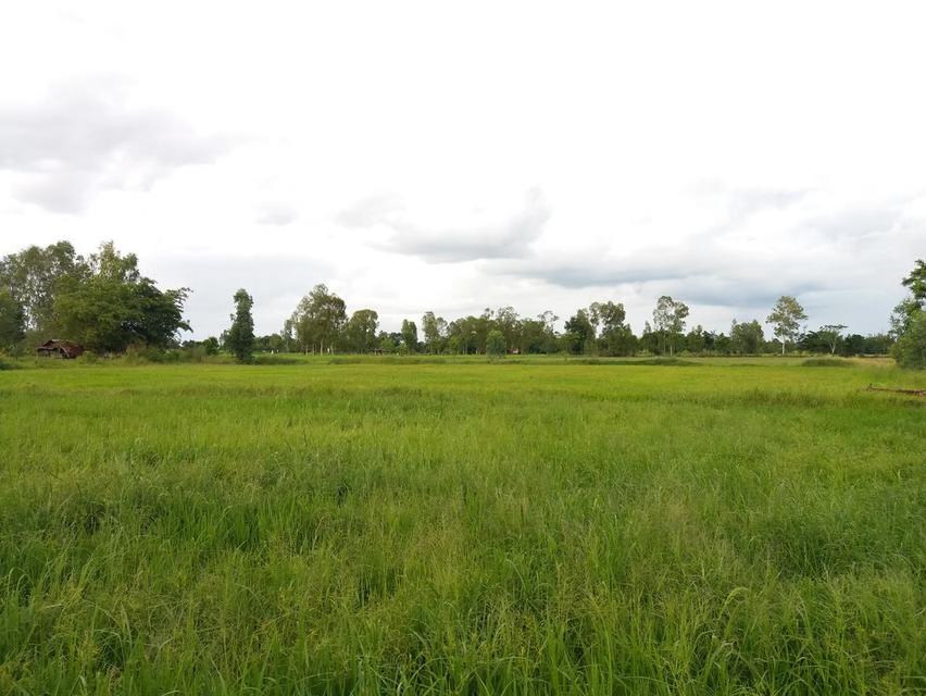 ที่ดิน ที่นา 16 ไร่ เจ้าของขายเอง 2
