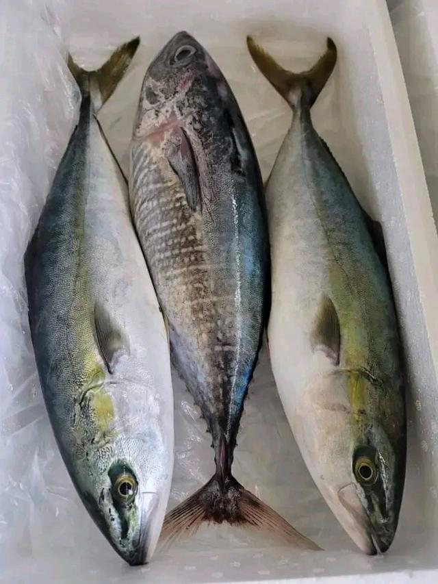 ปลาซาบะสดจากทะเล 2