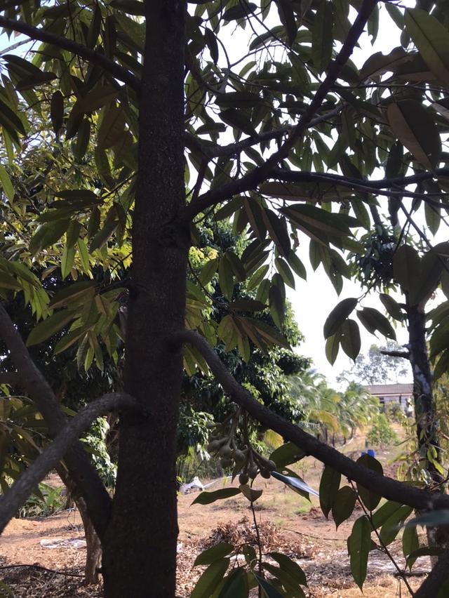 ให้เช่า สวนผลไม้ 12 ไร่ 7 หมื่นต่อปี 13