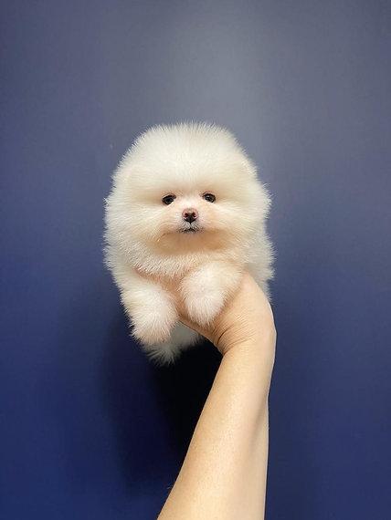 Teacup Pomeranian Puppies for sale