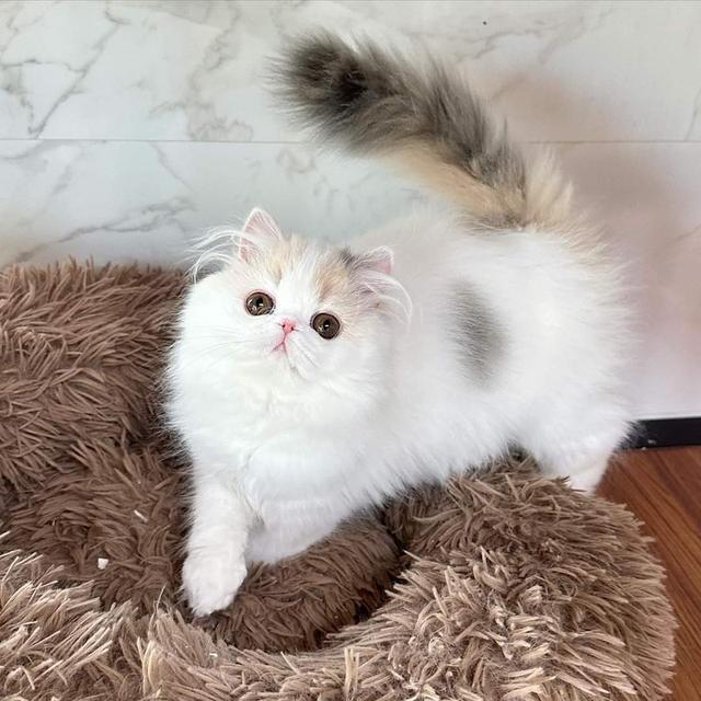ขายแมวเปอร์เซีย (Persian cat) 2
