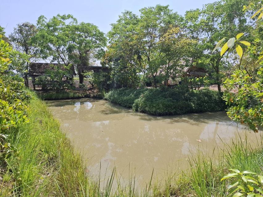 ขายที่ดิน 1 ไร่ จ.สุพรรณบุรี อ. เดิมบางนางบวช ที่ถมแล้วพร้อมเข้าอยู่ได้เลย 11