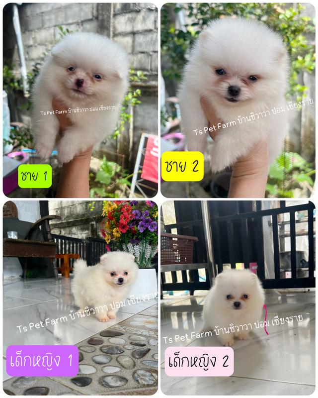 ปอมเมอเรเนียน เชียงราย