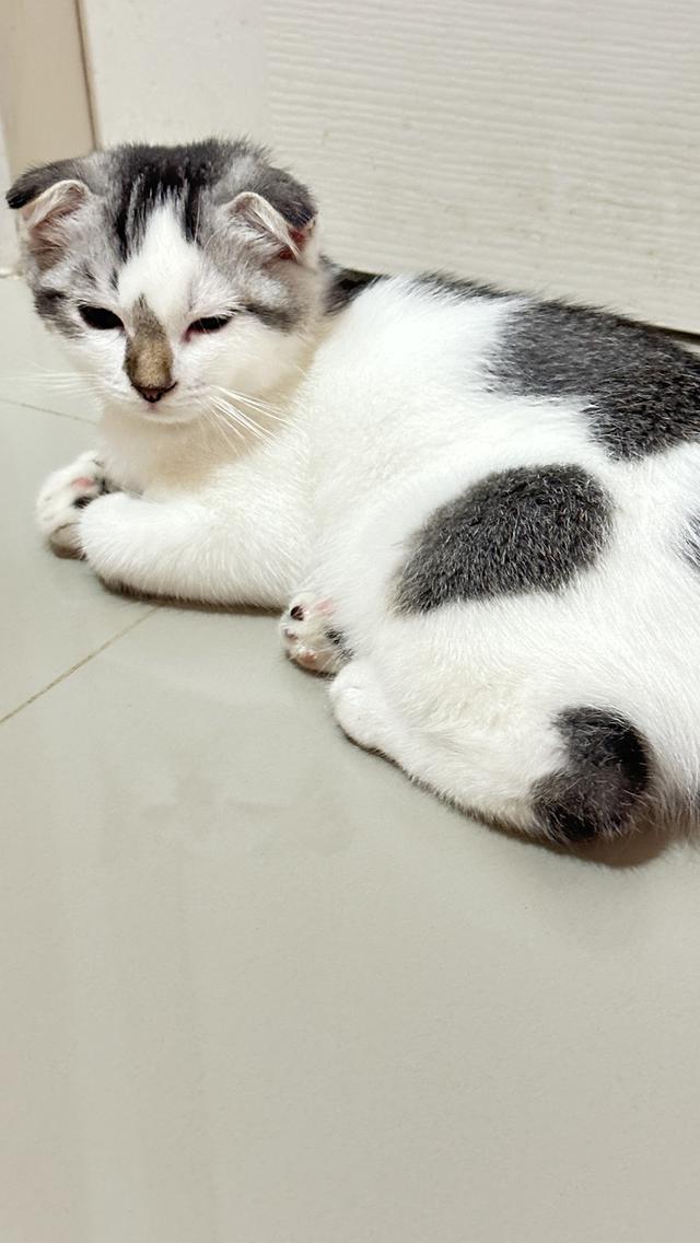 แมวมันกิ้นช์  3