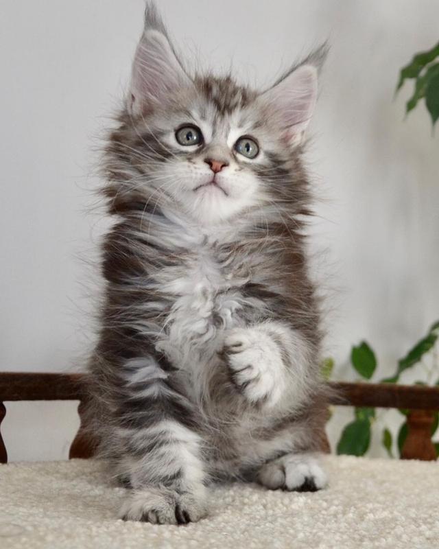 Maine Coon Kittens WhatsApp me : +66 63 826 3042 รูปย่อยที่ 2