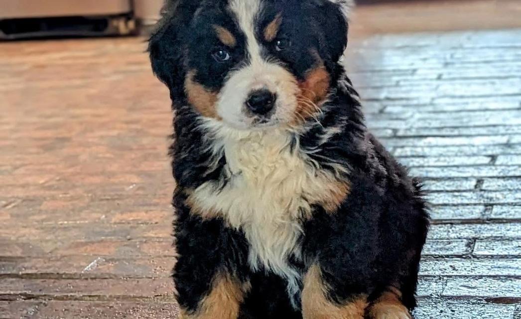 Bernese Mountain Dog สุดน่ารัก