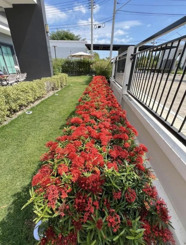 บ้านเดี่ยวหรู ในโครงการ NC On Green Charm Classic 7