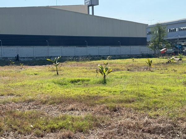 ขายที่ดิน บางนา กม.25 (พื้นที่สีแดง) เนื้อที่ 4 ไร่ 3 ตรว. ติดถนนบางนา-ตราด ฝั่งขาออก โทร 090-6360022 3