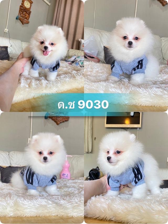 ลูกปอมเมอเรเนียนแท้ พร้อมย้ายบ้าน