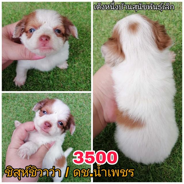 ชิสุห์ปอม ชิสุห์ชิวาว่า ชิสุห์พุดเดิ้ล พร้อมย้าย