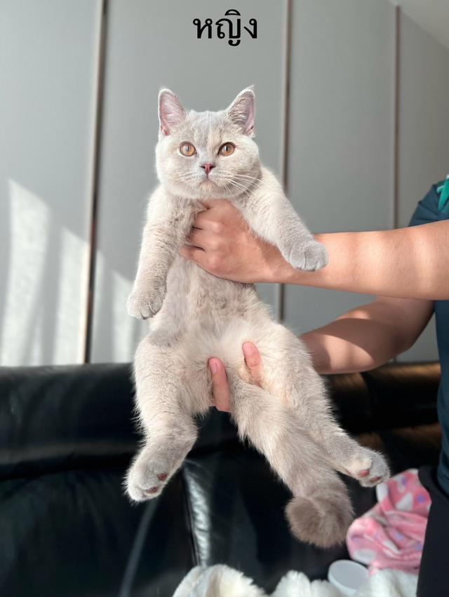 British Shorthair cat