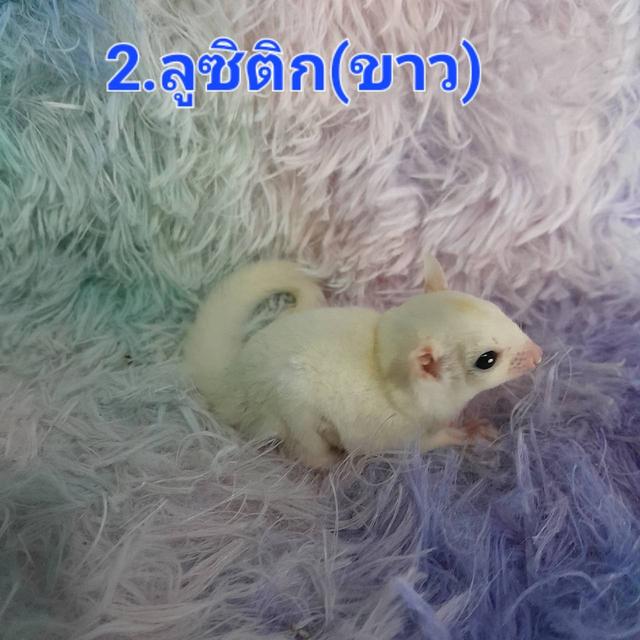 ชูก้า ไกลเดอร์ สีต่างๆ 7
