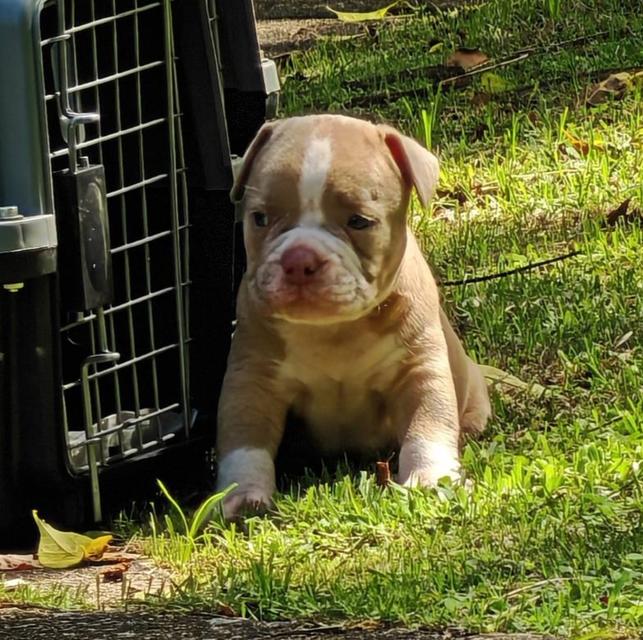 American bully  4