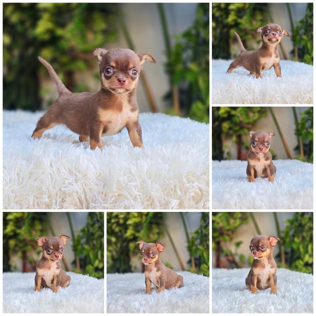 Chihuahuaแท้ขนสั้นเพศเมีย