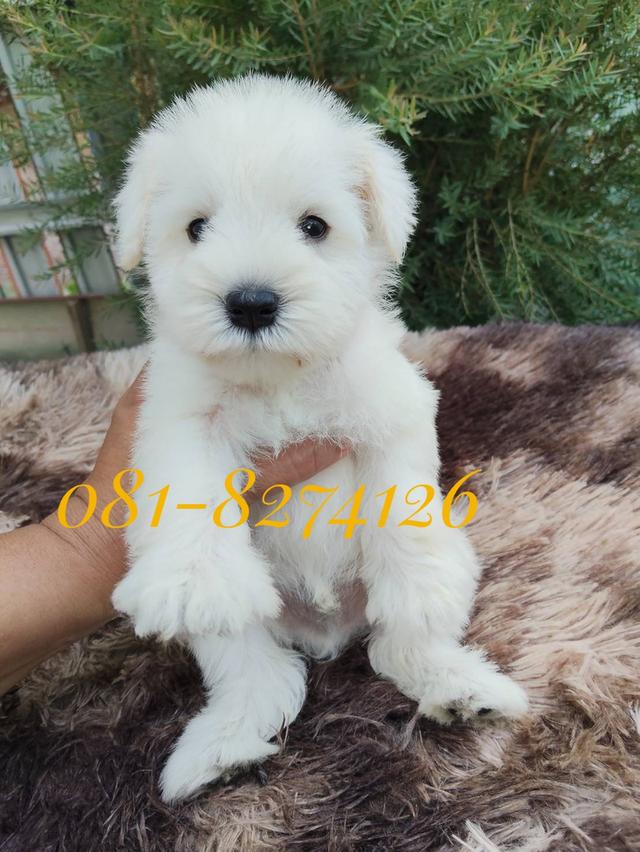 ลูกชเนาเซอร์ 081-8274126