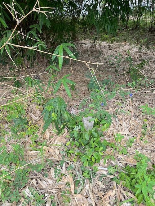 ทีด่ินห้วยโป่ง โคกสำโรง จ. ลพบุรี 19