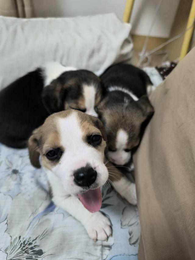 ลูกสุนัขบีเกิล 3 ตัว อายุ 2 เดือน ตัวละ 4,500 บาท ติดต่อ 0641703618