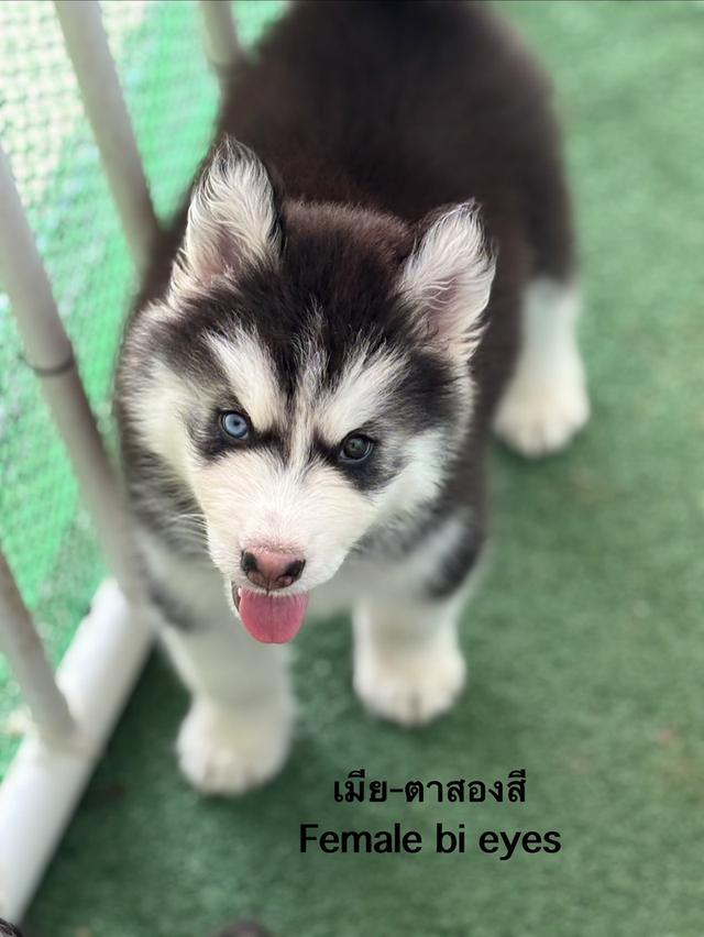 สุนัขไซบีเรียนฮัสกี้ รูปที่ 1
