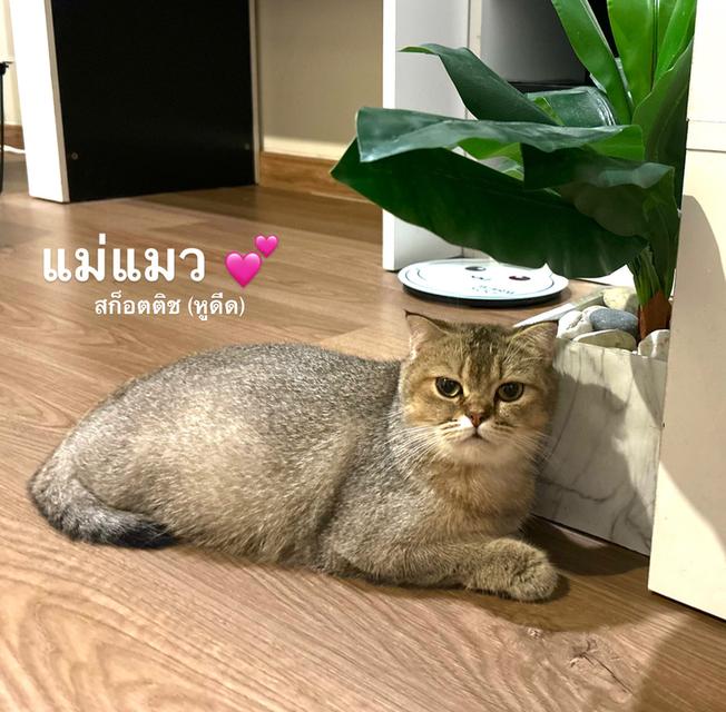 ลูกแมวสก็อตติช เพศหญิง 10