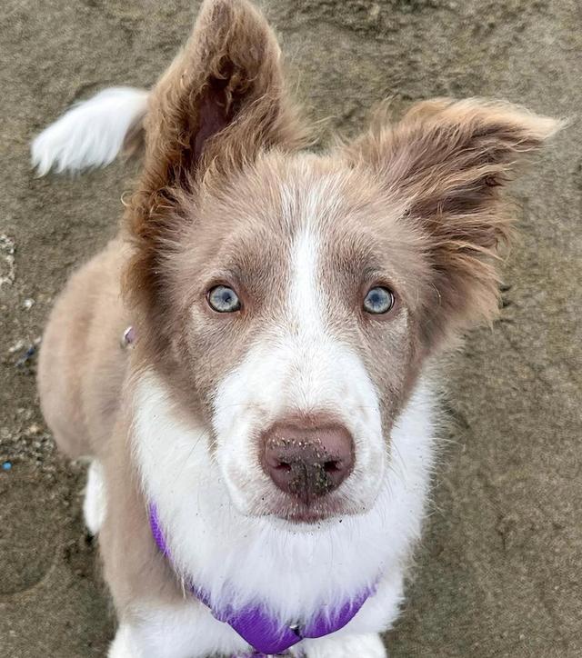 หาบ้านให้น้อง Border Collie พันธุ์แท้ 100% 2