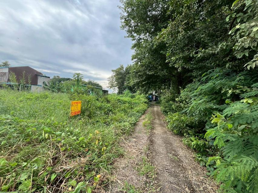 ขายที่ดินเปล่า คลองโยง ใกล้วัดต้นเชือก บางใหญ่ นนทบุรี 2