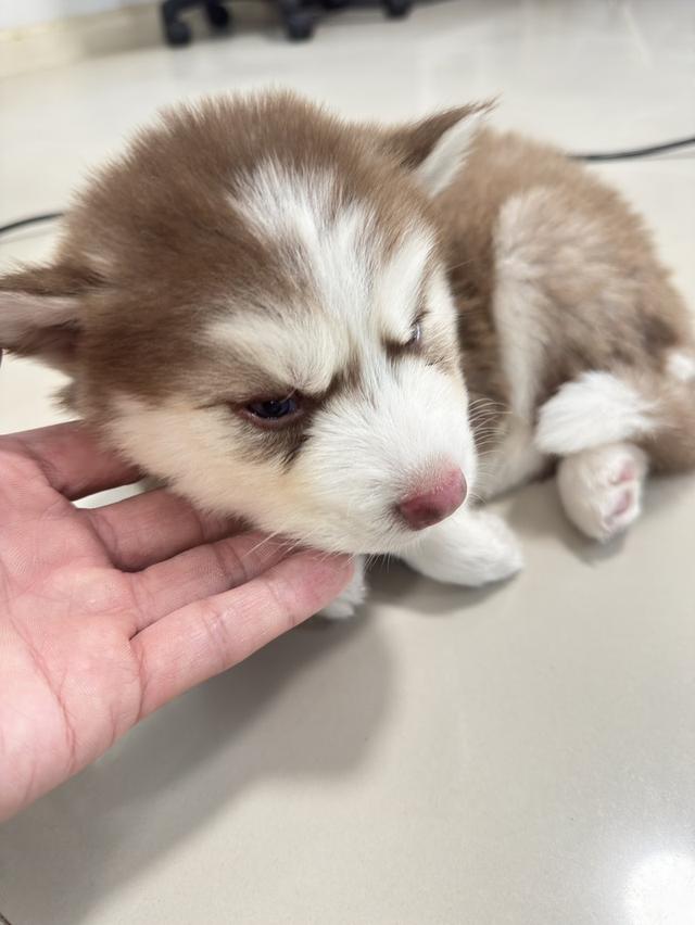 สุนัขไซบีเรีย พร้อมย้ายบ้าน