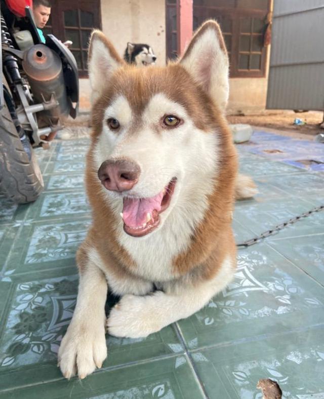 ไซบีเรียน (Siberian husky) 3