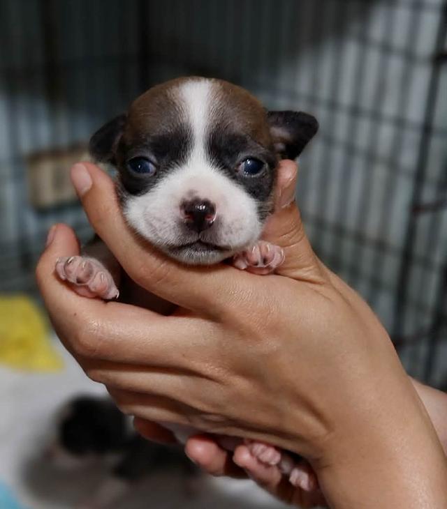 ชิวาว่าเเท้ขนสั้น ญ.