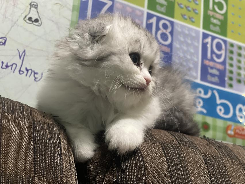 น้องแมวหูพับน่ารัก(หญิง)พร้อมย้ายบ้าน