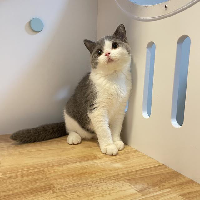 แมวมันช์กิ้นขายาวพร้อมย้าย