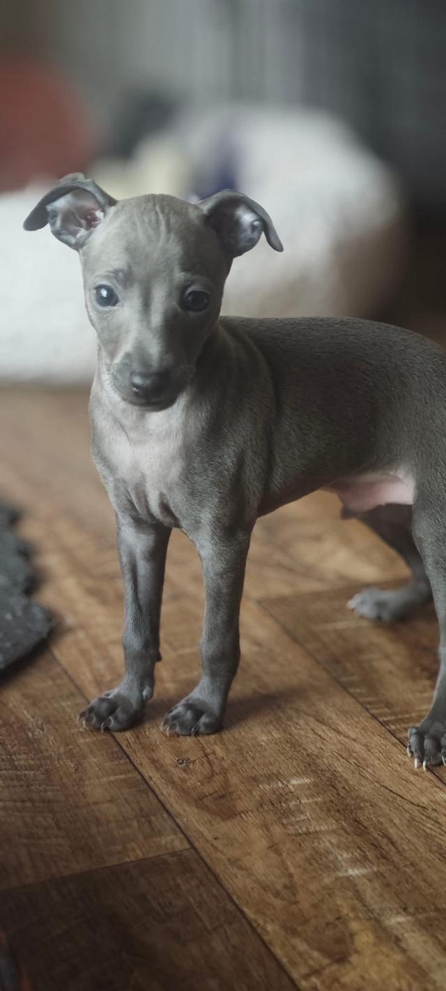 ปล่อยสุนัข Italian Greyhound  2