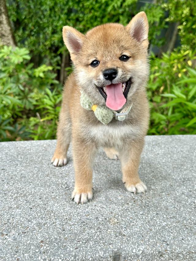 ชิบะอินุ Shiba  1