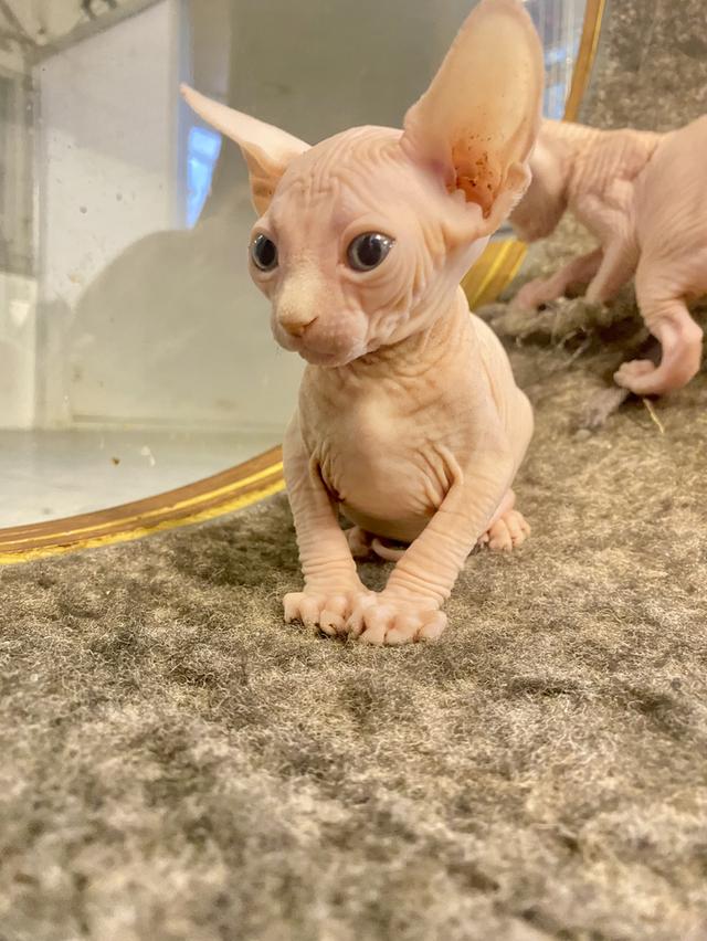 ลูกเเมวสฟิงซ์ตัวเมีย ขายาวหูตรง รูปย่อยที่ 2