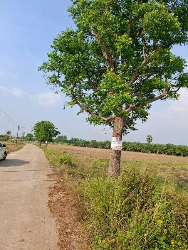 ที่ดินเปล่า ซอยร่วมใจ 2 ถนนเกาะจันทร์ ตำบลท่าบุญมี อำเภอเกาะจันทร์ จังหวัดชลบุรี 2