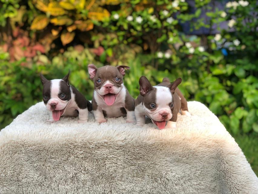 บูลลี่เอ็กโซติกอายุเดือนกว่า รูปที่ 3