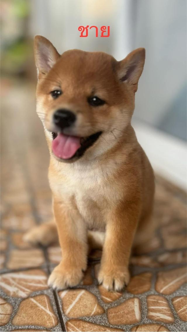 ลูกหมา Shiba หาผู้ปกครอง 2